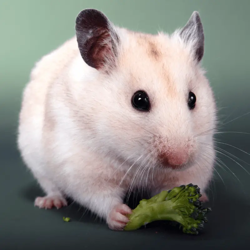 Syrian Syrian hamster eating