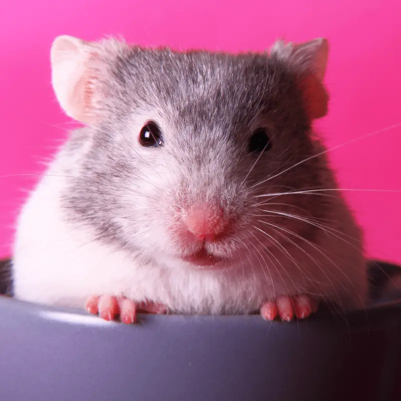 grey and white in a cup looking at camera