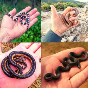 a collage of tiny snakes being held in hands
