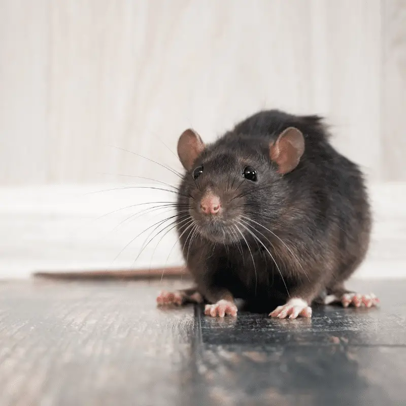 A dark grey cute rat
