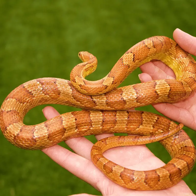 Orange and brown Corn snake being held