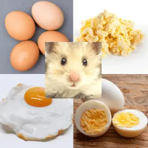 A hamster, with images of boiled, scrambled, fried and raw eggs