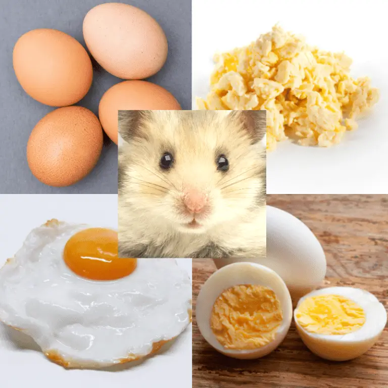 Can Hamsters Eat Raw, Boiled, Scrambled Or Fried Eggs? Petrapedia