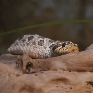 A hognose snake on a branch