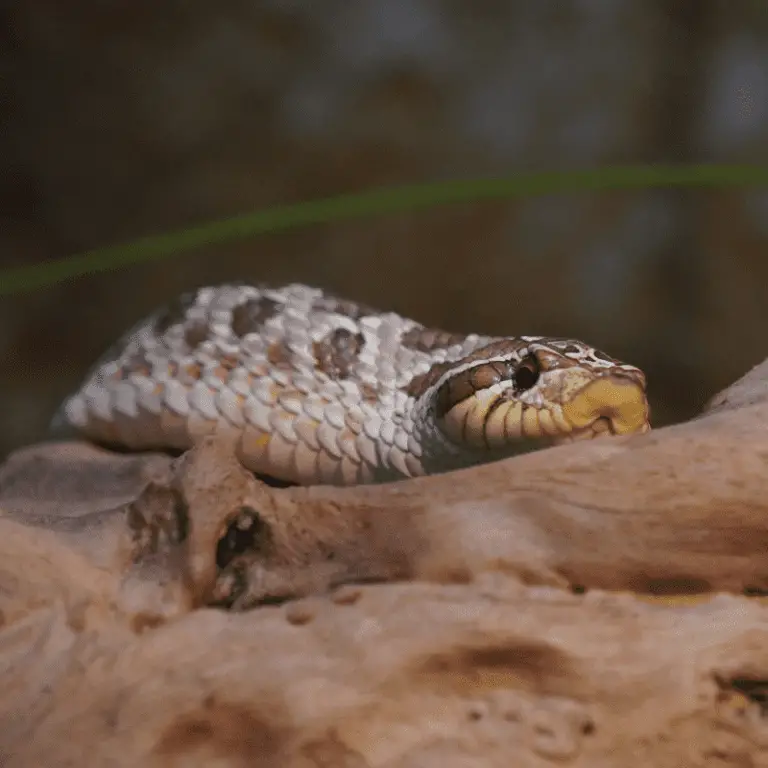 Why Is My Hognose Snake Not Eating? Petrapedia