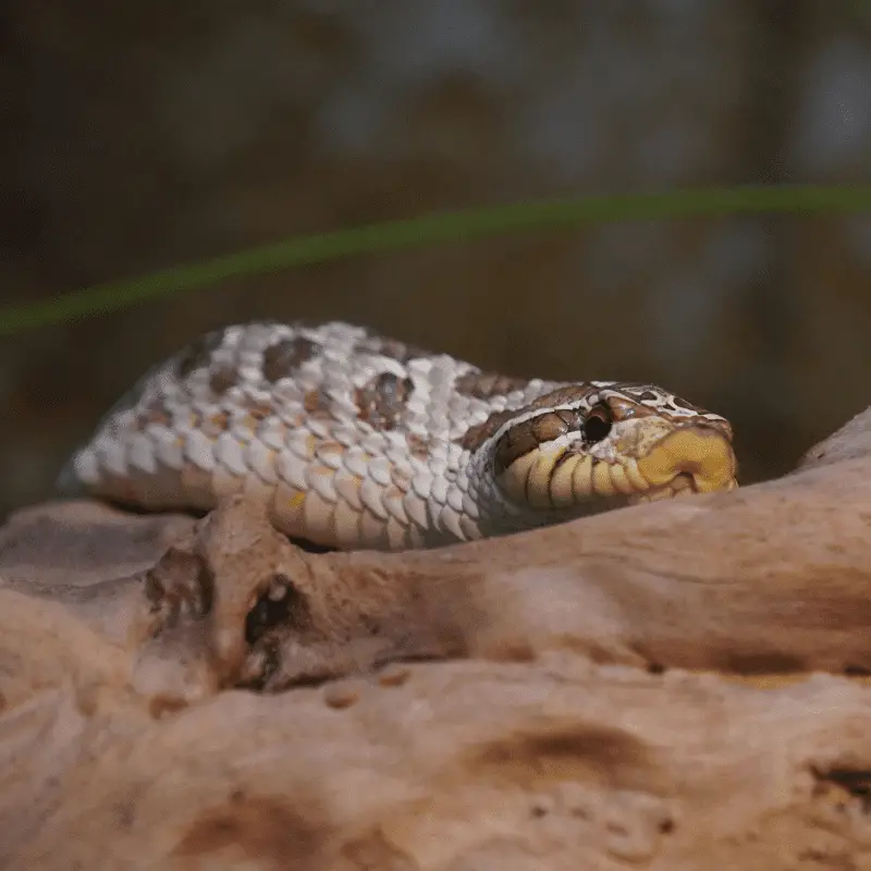 A hognose snake on a branch
