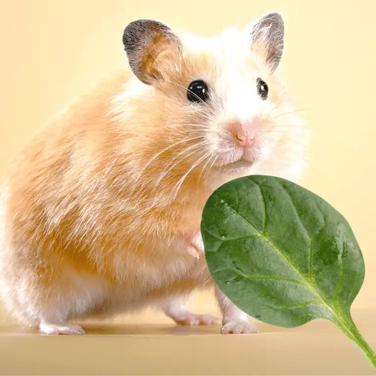 Can Hamsters Eat Spinach? Petrapedia