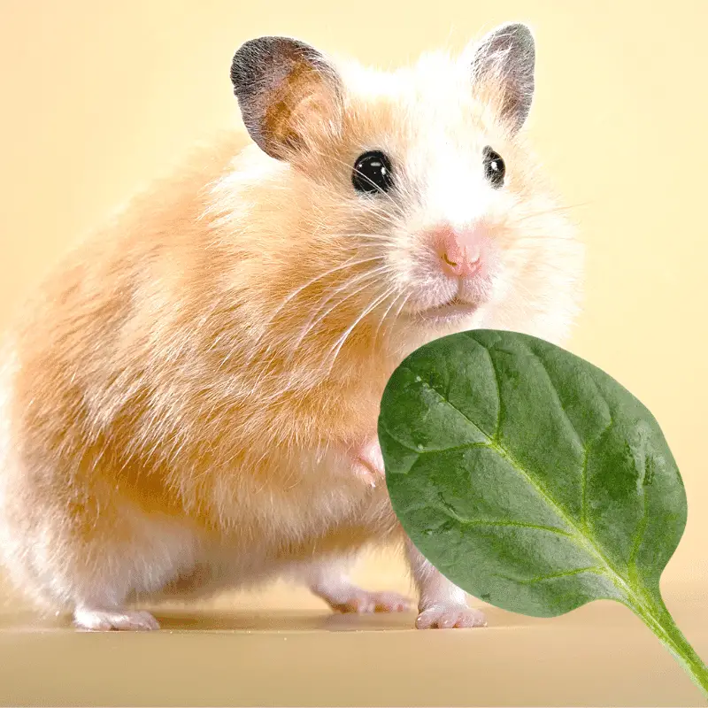 a hamster and a leaf of spinach