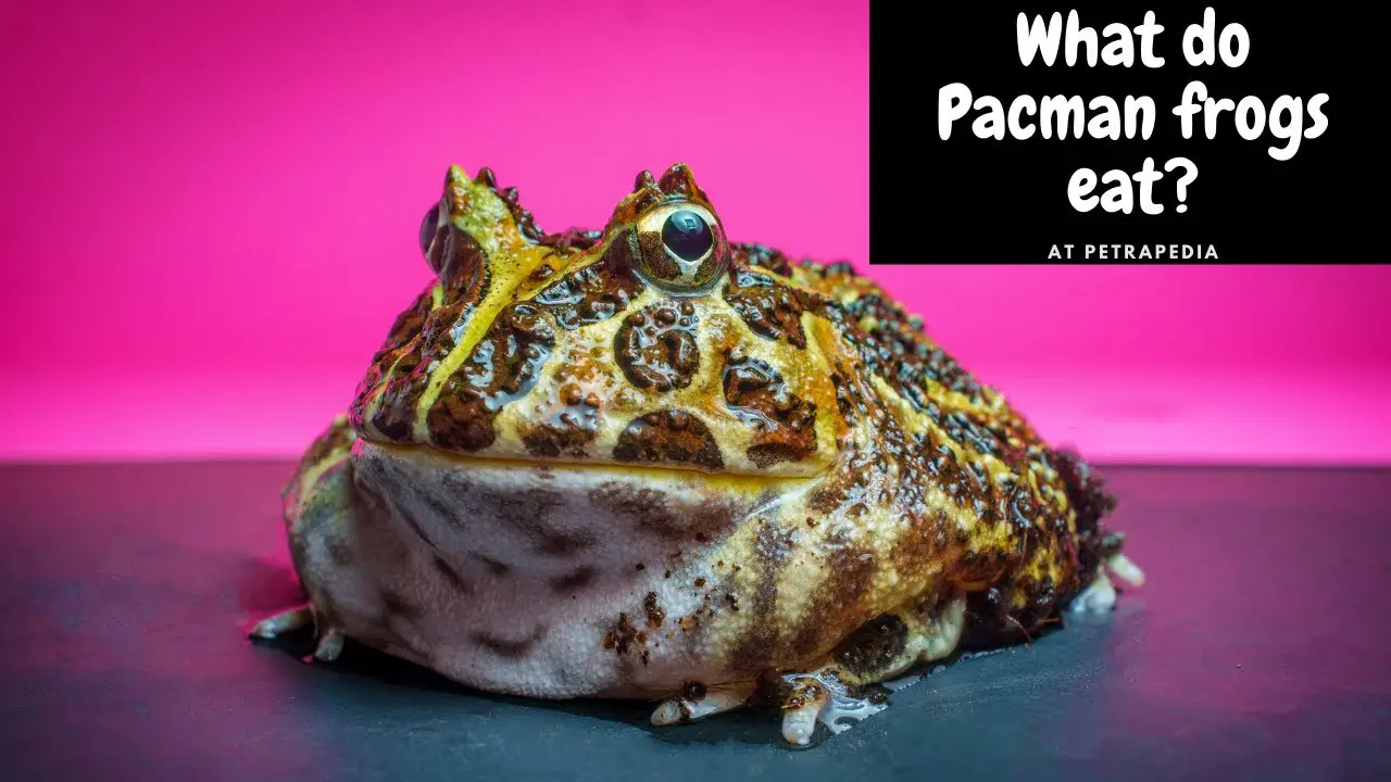 What Do Pacman Frogs Eat? (South American Horned Frogs) Petrapedia